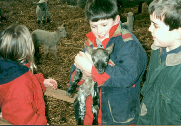 A new-born lamb